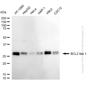 KD-Validated BCL2L1 Rabbit mAb (20 μl)