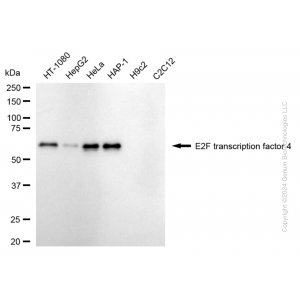 KD-Validated E2F4 Rabbit mAb (20 μl)