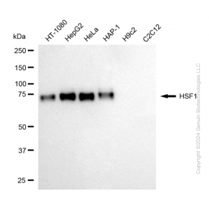 KD-Validated HSF1 Rabbit mAb (20 μl)