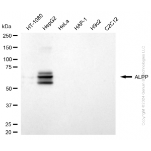 KD-Validated ALPP Rabbit mAb (20 μl)