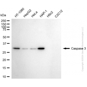 KD-Validated CASP3 Rabbit mAb (20 μl)