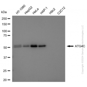 KD-Validated ATG4C Rabbit mAb (20 μl)