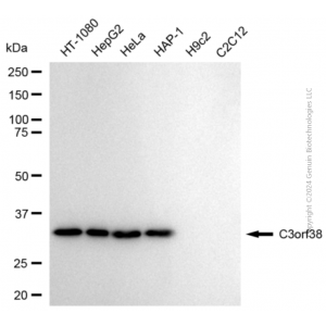 KD-Validated C3orf38 Rabbit mAb (20 μl)