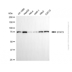 KD-Validated STAT3 Mouse mAb (20 μl)