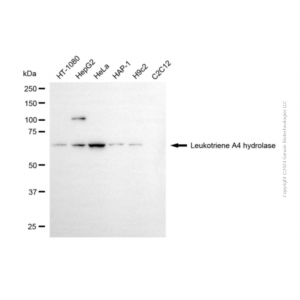 KD-Validated LTA4H Mouse mAb (20 μl)