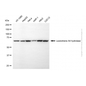 KD-Validated LTA4H Mouse mAb (20 μl)