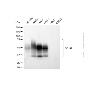 KD-Validated BSG (Ok Blood Group) Mouse mAb (20 μl)