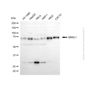 KD-Validated BMAL1 Mouse mAb (20 μl)