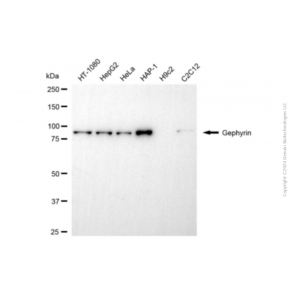 KD-Validated GPHN Mouse mAb (20 μl)