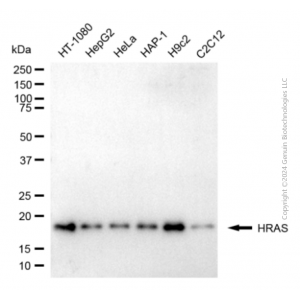 KD-Validated HRAS Mouse mAb (20 μl)