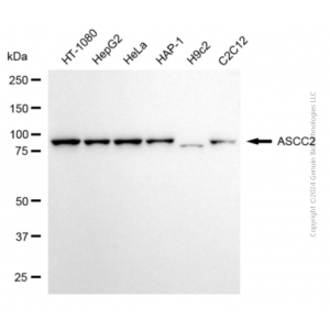 KD-Validated ASCC2 Mouse mAb (20 μl)
