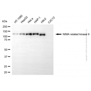 KD-Validated NEK9 Mouse mAb (20 μl)