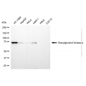 KD-Validated DGKA Mouse mAb (20 μl)