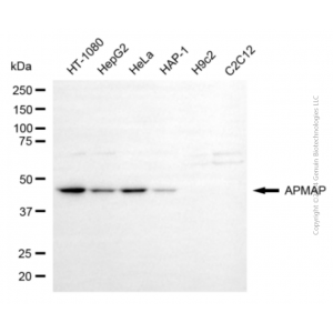 KD-Validated APMAP Mouse mAb (20 μl)