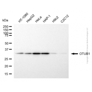 KD-Validated OTUB1 Mouse mAb (20 μl)