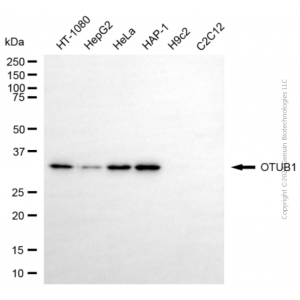 KD-Validated OTUB1 Mouse mAb (20 μl)