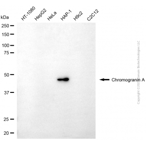 KD-Validated CHGA Mouse mAb (20 μl)