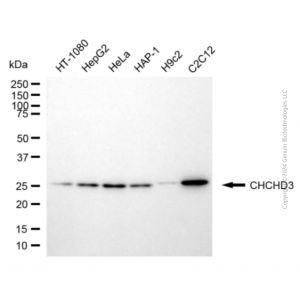 KD-Validated CHCHD3 Mouse mAb (20 μl)