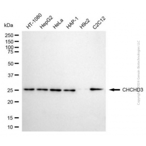 KD-Validated CHCHD3 Mouse mAb (20 μl)