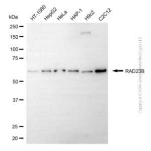 KD-Validated RAD23B Mouse mAb (20 μl)