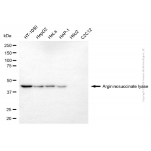 KD-Validated ASL Mouse mAb (20 μl)