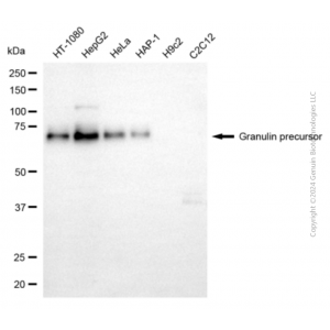 KD-Validated GRN Mouse mAb (20 μl)