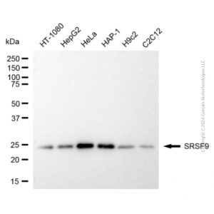 KD-Validated SRSF9 Mouse mAb (20 μl)