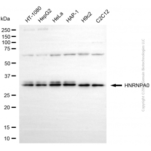 KD-Validated HNRNPA0 Mouse mAb (20 μl)