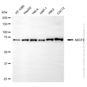 KD-Validated ABCF2 Mouse mAb (20 μl)