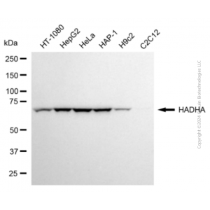 KD-Validated HADHA Mouse mAb (20 μl)