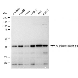 KD-Validated GAQ Rabbit mAb (20 μl)