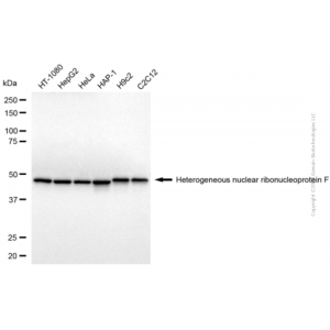 KD-Validated HNRNPF Mouse mAb (20 μl)