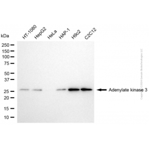 KD-Validated AK3 Mouse mAb (20 μl)