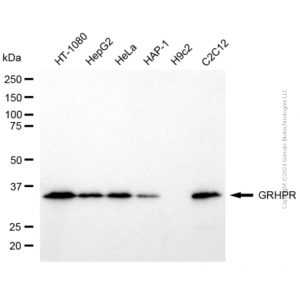 KD-Validated GRHPR Mouse mAb (20 μl)