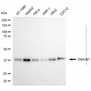 KD-Validated DNAJB1 Mouse mAb (20 μl)
