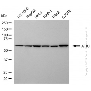 KD-Validated ATIC Mouse mAb (20 μl)