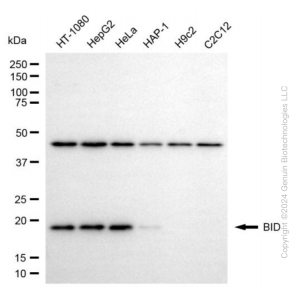 KD-Validated BID Mouse mAb (20 μl)