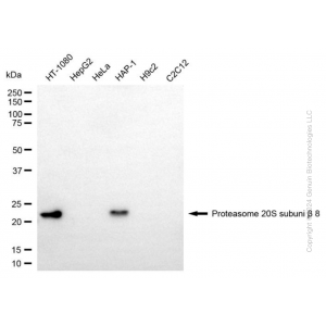 KD-Validated PSMB8 Mouse mAb (20 μl)