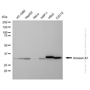 KD-Validated ANXA1 Mouse mAb (20 μl)