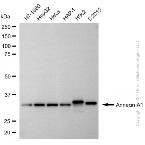 KD-Validated ANXA1 Rabbit mAb (20 μl)