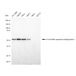 KD-Validated GRSF1 Rabbit mAb (20 μl)
