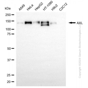 KD-Validated AXL Rabbit mAb (20 μl)