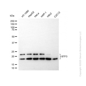 KD-Validated BTF3 Rabbit mAb (20 μl)