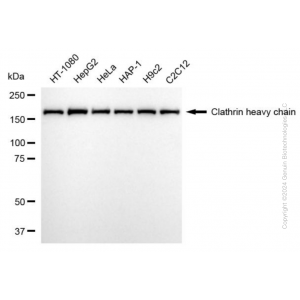 KD-Validated CLTC Rabbit mAb (20 μl)