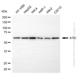 KD-Validated ATIC Mouse mAb (20 μl)