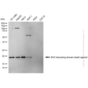 KD-Validated BID Mouse mAb (20 μl)