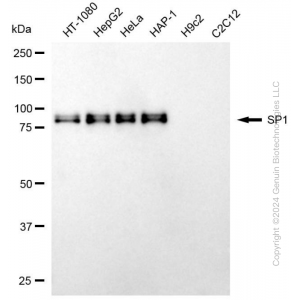 KD-Validated SP1 Mouse mAb (20 μl)