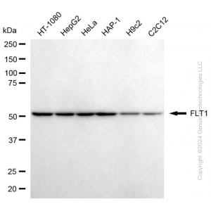 KD-Validated FLT1 Mouse mAb (20 μl)