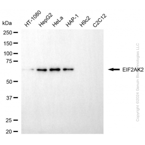 KD-Validated EIF2AK2 Mouse mAb (20 μl)