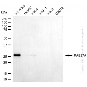 KD-Validated RAB27A Mouse mAb (20 μl)